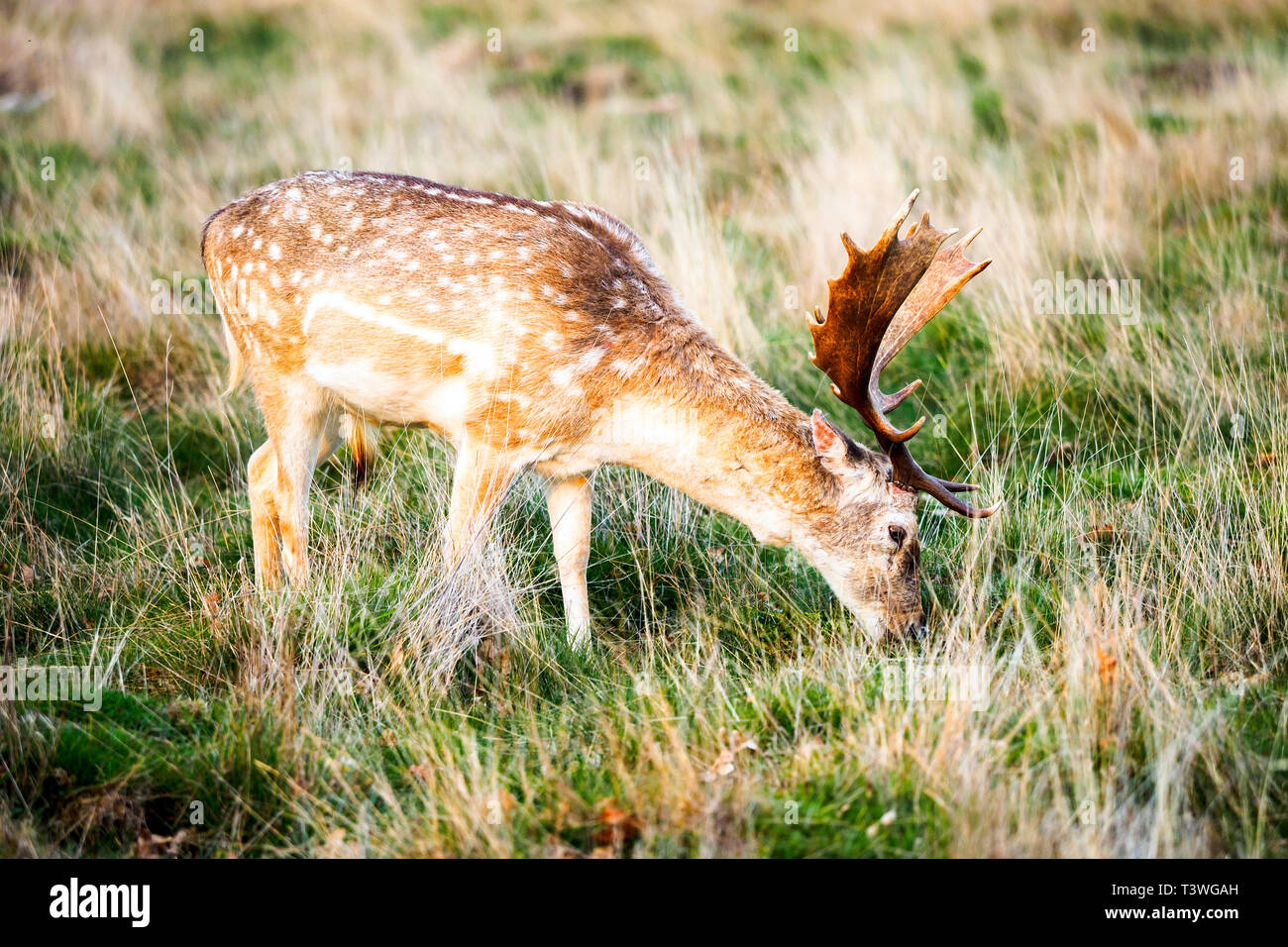 Deer in Richmond Park - Greater London, England Stock Photo