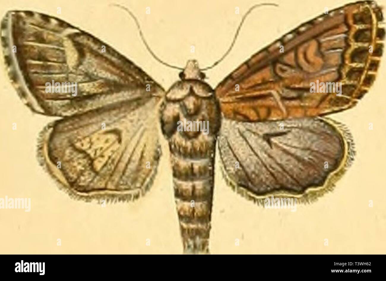 Archive image from page 46 of Die Schmetterlinge in Abbildungen nach. Die Schmetterlinge in Abbildungen nach der Natur  dieschmetterling45espe Year: 1829  â¢lo ni.IVr Tab. CXtV: Xo f t. C)Ã¼.    Jt. â f.. Stock Photo