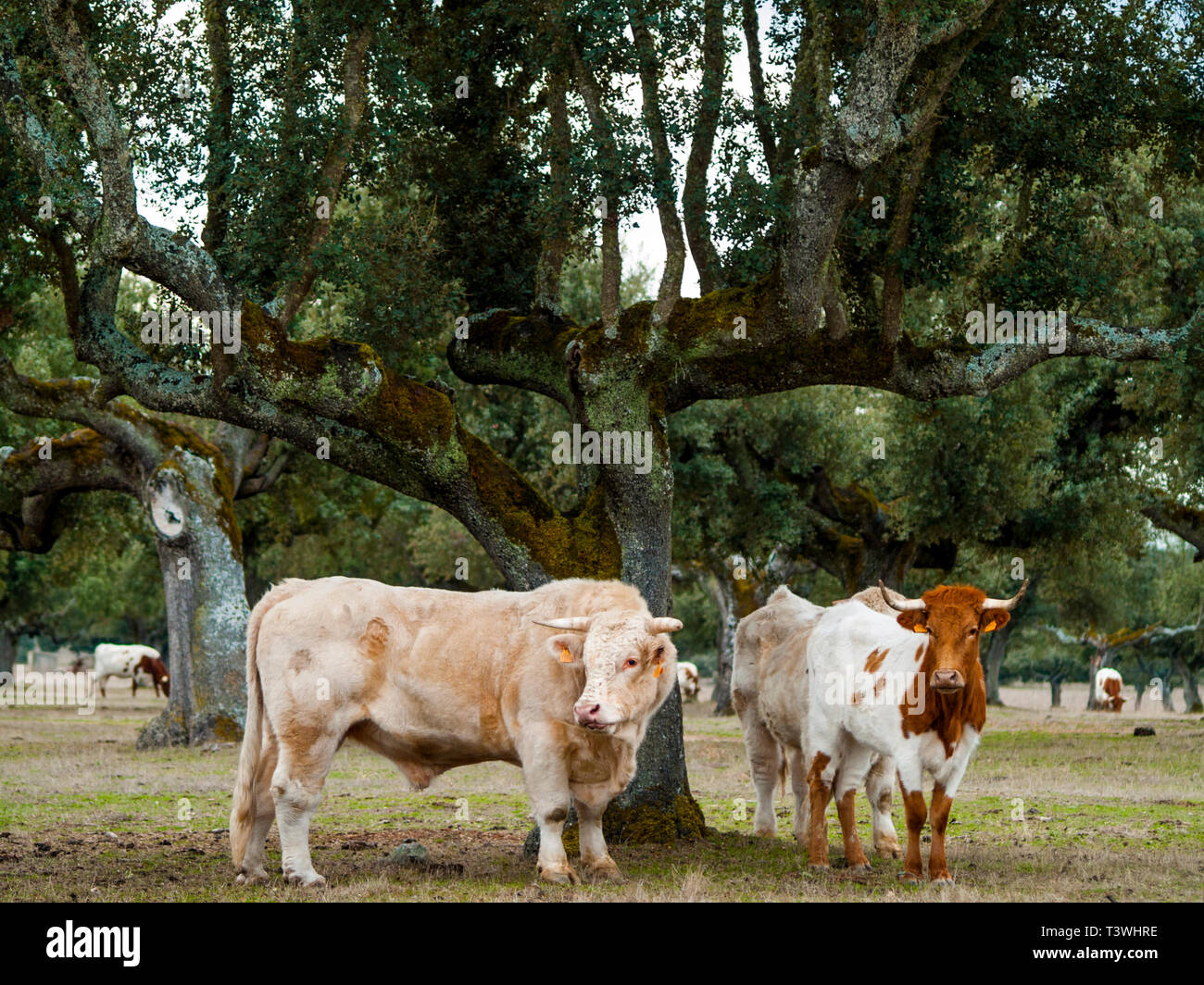 Cows grazing in the dehesa in Salamanca (Spain). Ecological extensive livestock concept Stock Photo