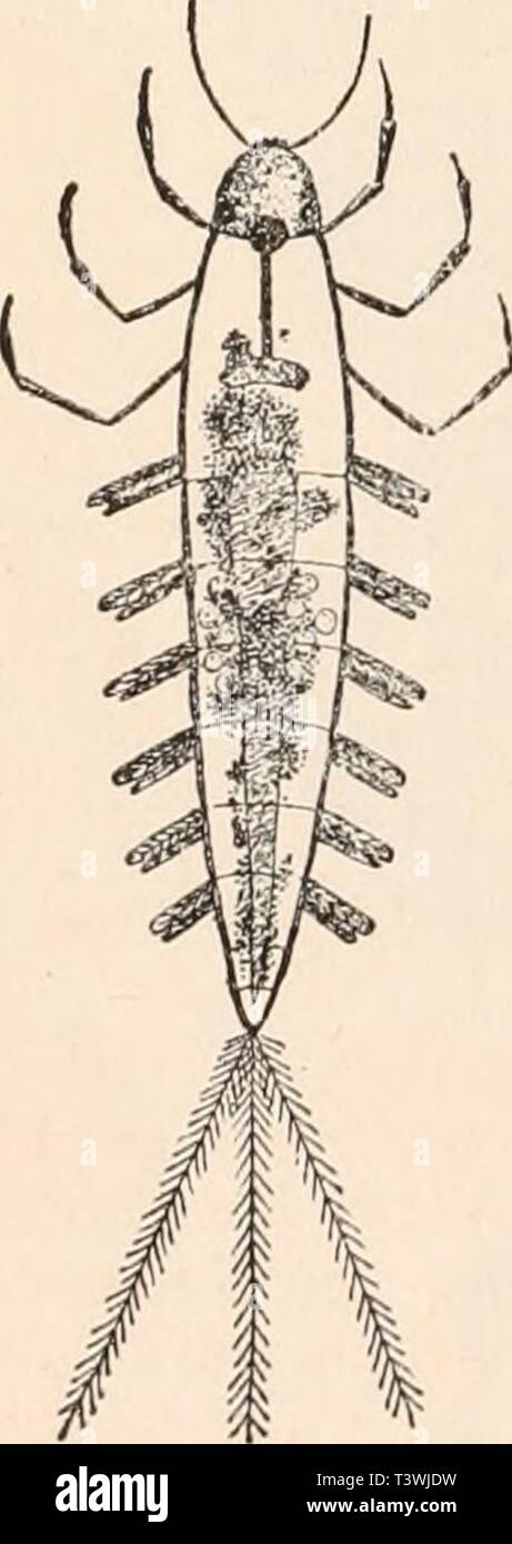 Archive image from page 61 of Die Protozoen als Krankheitserreger . Die