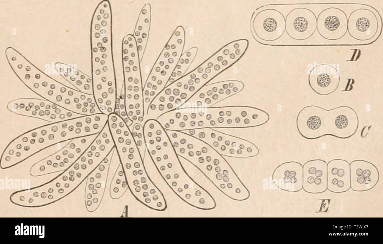 Bis Spater High Resolution Stock Photography And Images Alamy