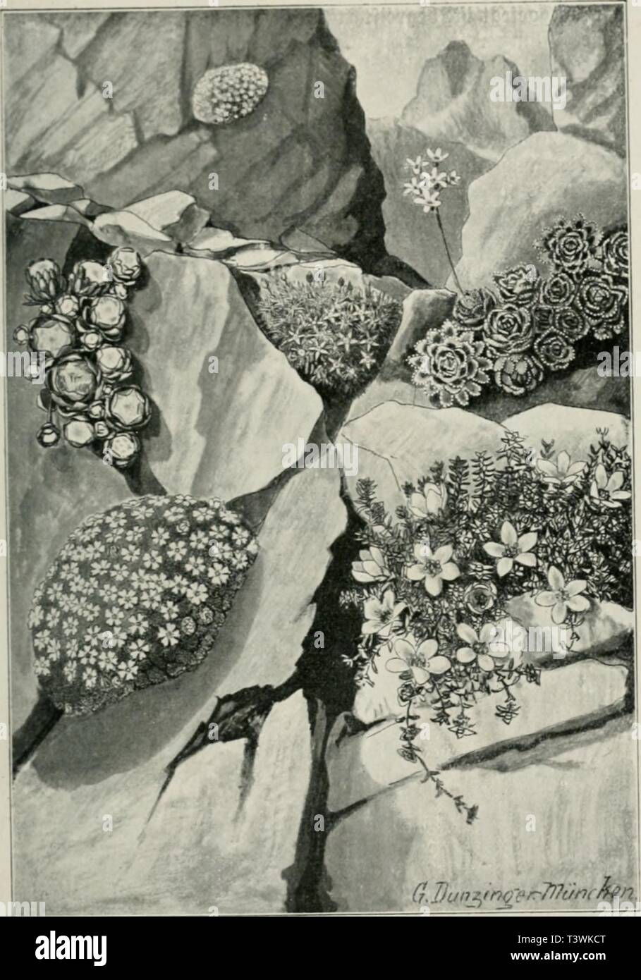 Archive image from page 70 of Die Natur in den Alpen. Die Natur in den Alpen  dienaturindenalp00franuoft Year: 1910  opposilifoli.i. Pol|terpflci'3c«- Cinfs unten Cherleria 'Aisine} sedoides, barüber Sempervivum arachnoideum, im mittel« gtunb Androsace helvetica, battben Saxifraga Aizoon, barunter S. (rtad) bcr :tatut gpscicbnet oon Dr. &lt;S. D un jinger.) Srance, Die Datur in ben Rlpen. Stock Photo