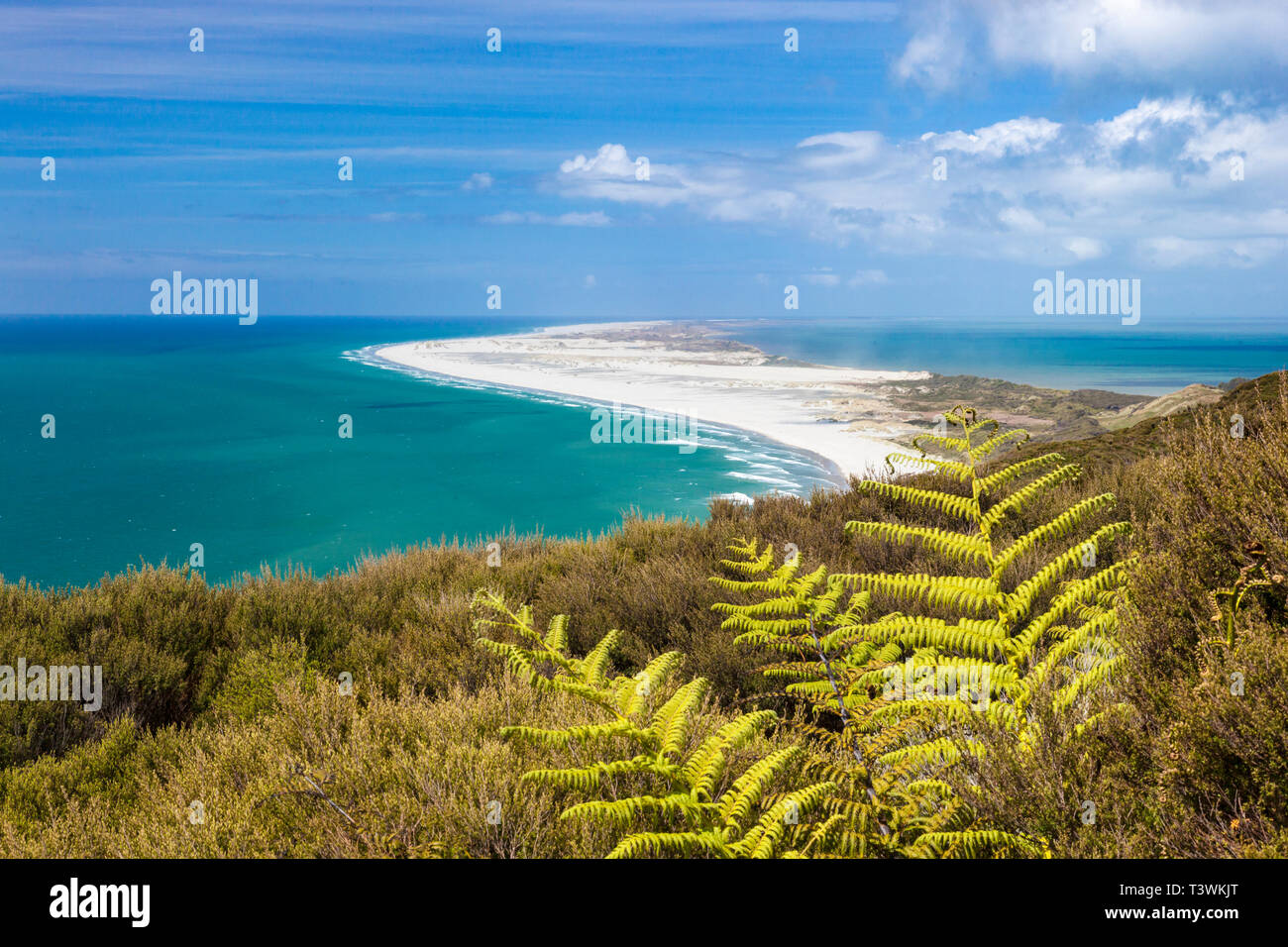 Dead pilot whales during a whale stranding on Farewell Spit in New  Zealand's South Island Stock Photo - Alamy