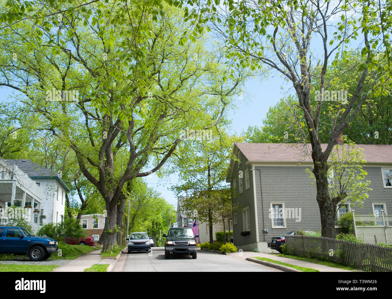 The green street with tall trees in Sydney town in Nova Scotia (Canada
