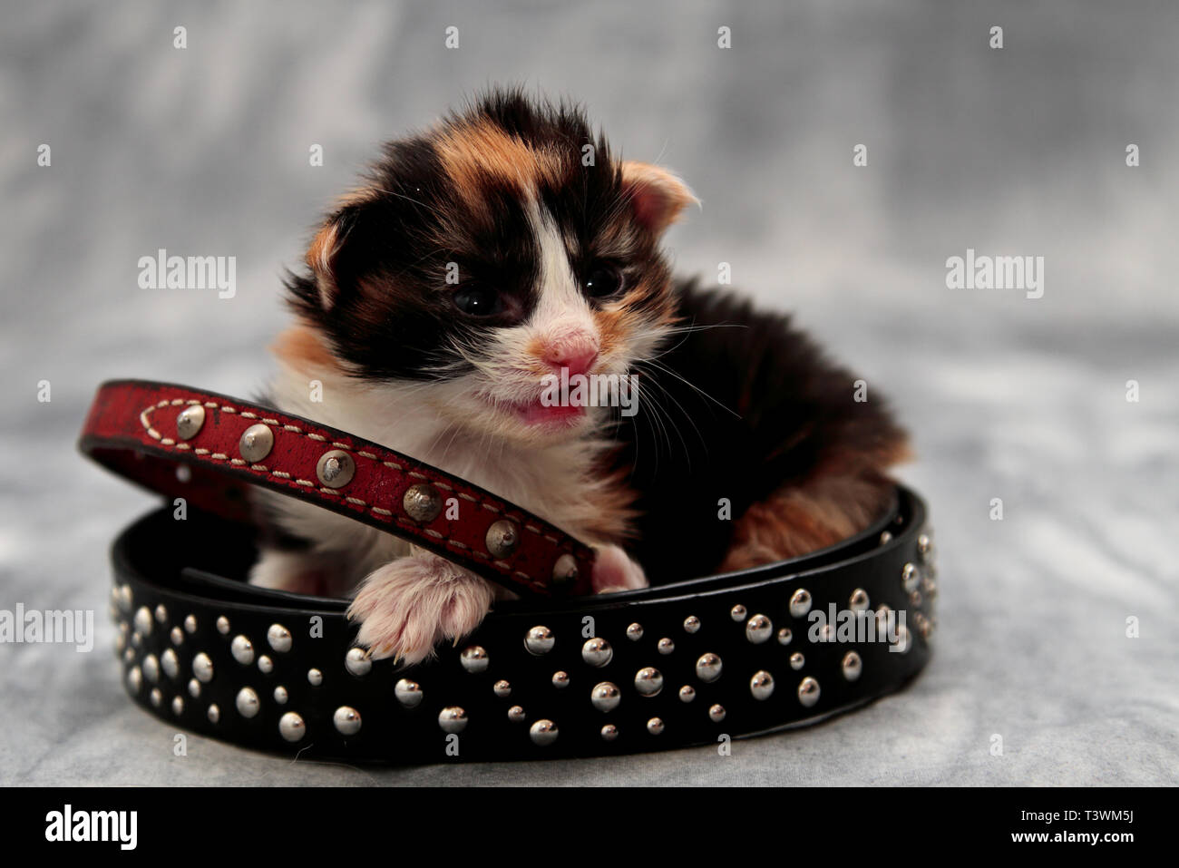 Few weeks old norwegian forest cat kitten with red  and black staple collar Stock Photo