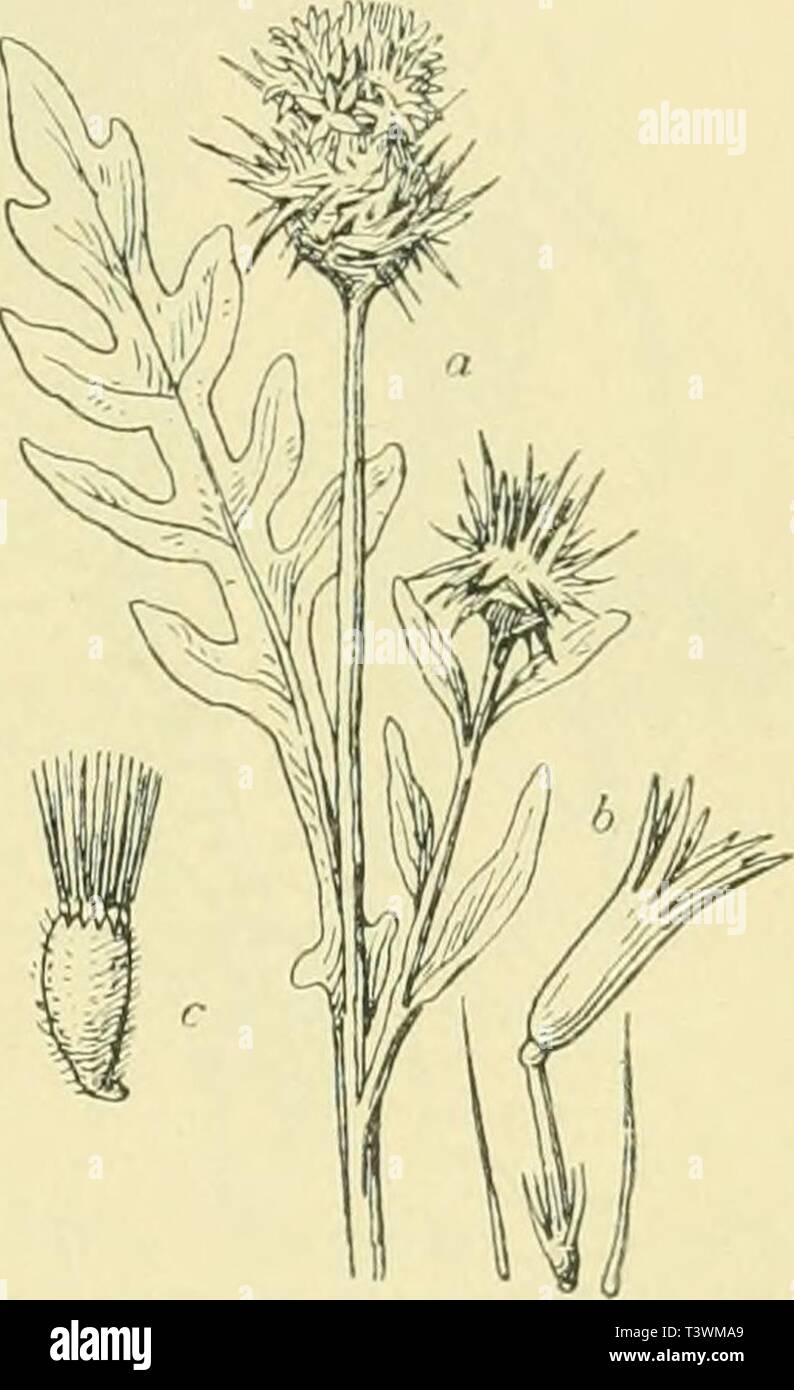 Archive image from page 88 of Die Pusztenflora der grossen ungarischen. Die Pusztenflora der grossen ungarischen Tiefebene  diepusztenflorad00woen Year: 1899  ist der Feld-Beifuss (Artemisia campestris L.), der öster- reichische Beifuss (A. austriaca Jacq.), der Besen- und Meer- strands-Beifuss (A. scoparia W K. — A. maritima L.). Von Wegericharten begegnen uns auf den Sandpulzten am häufigsten der grosse Wegerich (Plantago major L.), der Sand-Wegerich und der mittlere Wegerich (P. arenaria WKit. — P. media L.) und von Potentillaarten: Potentilla An- serina L. — P. cinerea Chaix. — P. opaca L. Stock Photo