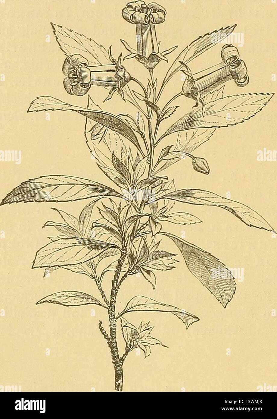 Archive image from page 91 of Die Natürlichen Pflanzenfamilien  nebst. Die Natürlichen Pflanzenfamilien : nebst ihren Gattungen und wichtigeren Arten, insbesondere den Nutzpflanzen  dienatrlichenp32aengl Year: 1887-1909.  Saxifragaceae. (Engler.) gegenständigen, lanzettlichen, spitzen, grob doppelt gezähnten B. und kurzen, abstehend behaarten, achselständigen Trauben mit wenigen roten Bl. -1 Art, V. Gayana Gay, bei Valdivia in Chile. 58. Escallonia L. fil. [Stereoxylon Ruiz et Pav., Vigiera Yell.) Blütenachse rÖhrig, halbkugelig oder kreiseiförmig, mit dem Frkn. verwachsen. Kelchabschnitle 5,  Stock Photo