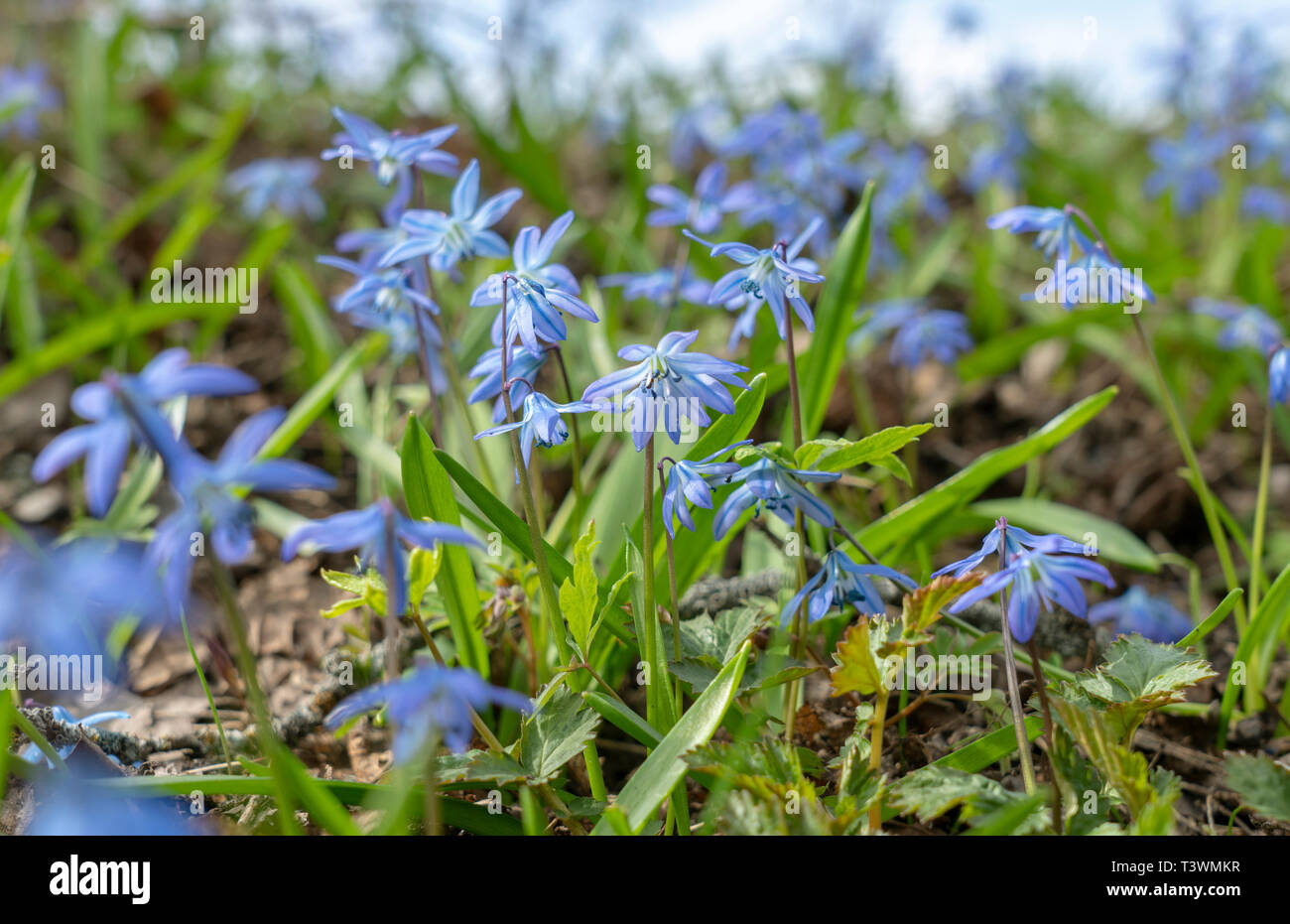 Primrose bluebell hi-res stock photography and images - Alamy