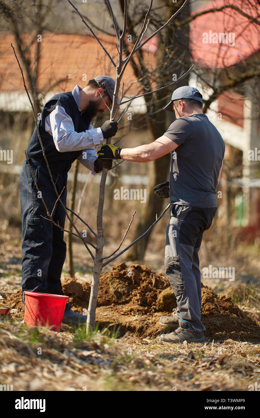 Farmers planting a walnut tree in the orchard Stock Photo Alamy