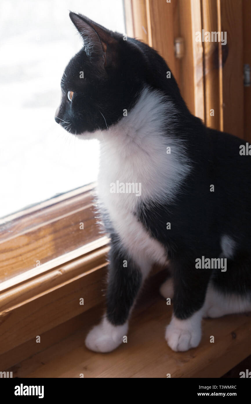 Black and white young cat looking out the window at the street on a ...