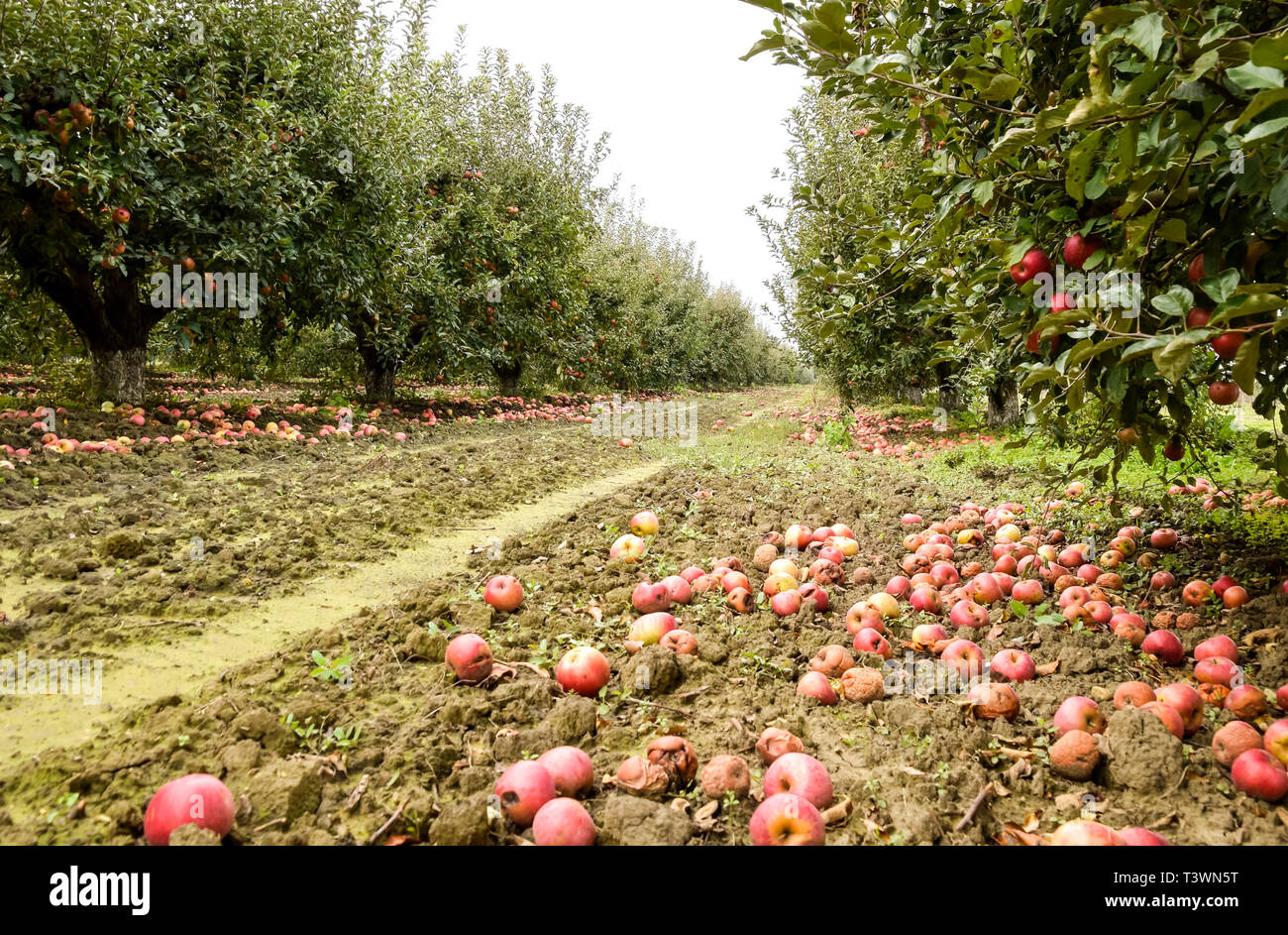 Orchard Rows Apple orchard. Rows of trees and the fruit of the ground under the ...