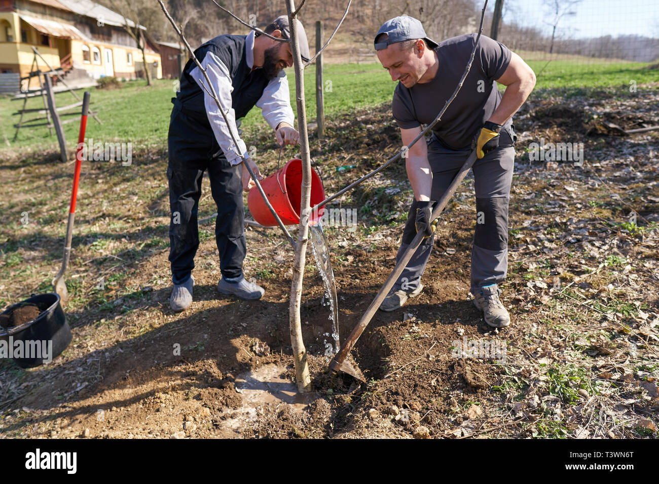 Farmers planting a walnut tree in the orchard Stock Photo Alamy