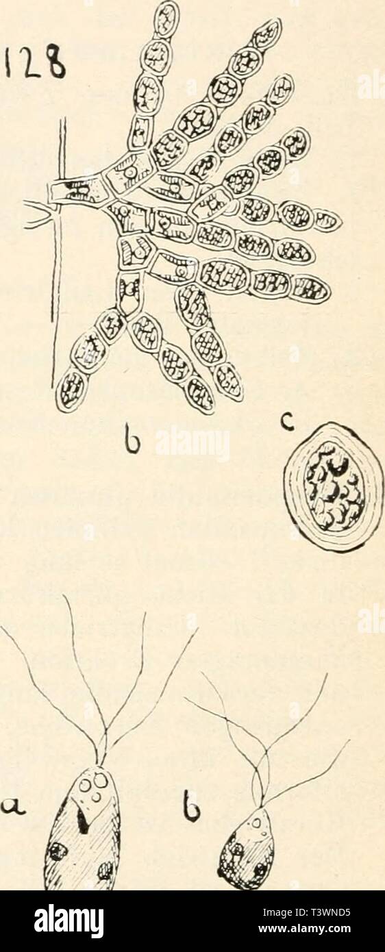 Archive image from page 97 of Die süsswasser-flora Deutschlands, Österreichs und. Die süsswasser-flora Deutschlands, Österreichs und der Schwez..  diessswasserfl06pasc Year: 1914  ?J 150 Fig. 127—131. 127—130 Draparnaldia glomerata: 127 Entstehung der jüngsten Zweige. 128a Keimpflanze, b Zweigbüschel mit Aplano- sporen, c Aplanospore, die drei Membranschichten zeigend. 129 a Aplano- sporen, b desgl., mit granulierter Membran. 130a Makrozoospore, b Mikrozoospore, c, c' Kopulation, c' Zygote. 131 Draparnaldia plumosa, Entstehung der jüngsten Zweige. (127, 131 266X nach Berthold, 128a, b 332 x, c Stock Photo