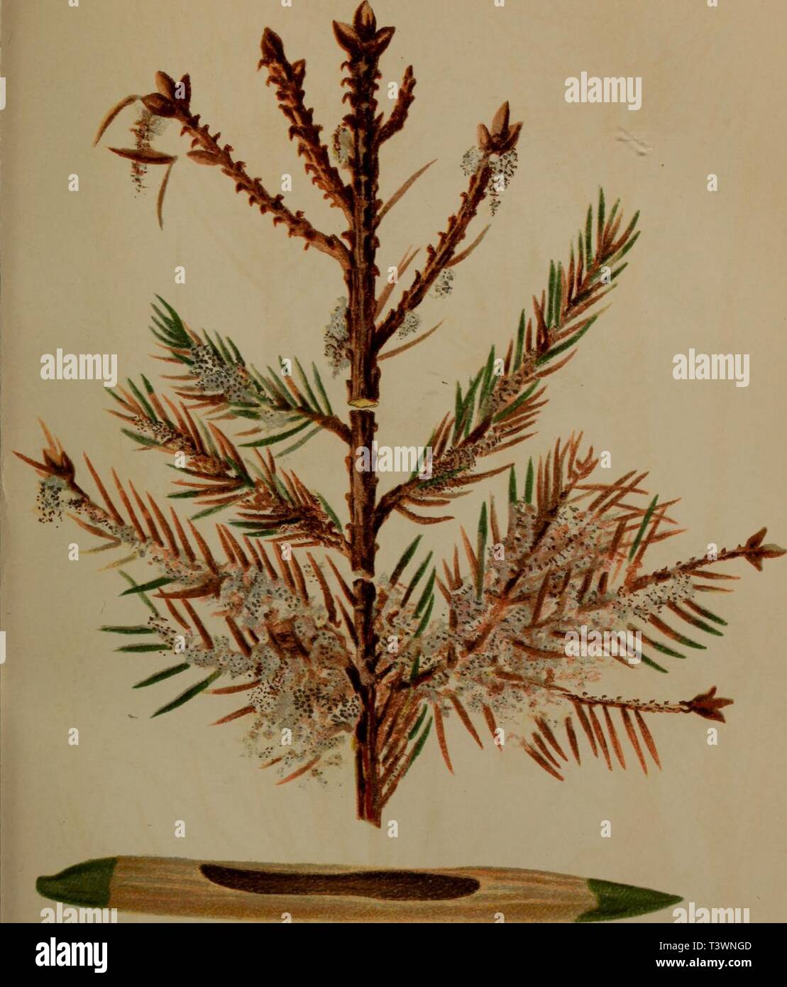 Epiblema High Resolution Stock Photography And Images Alamy