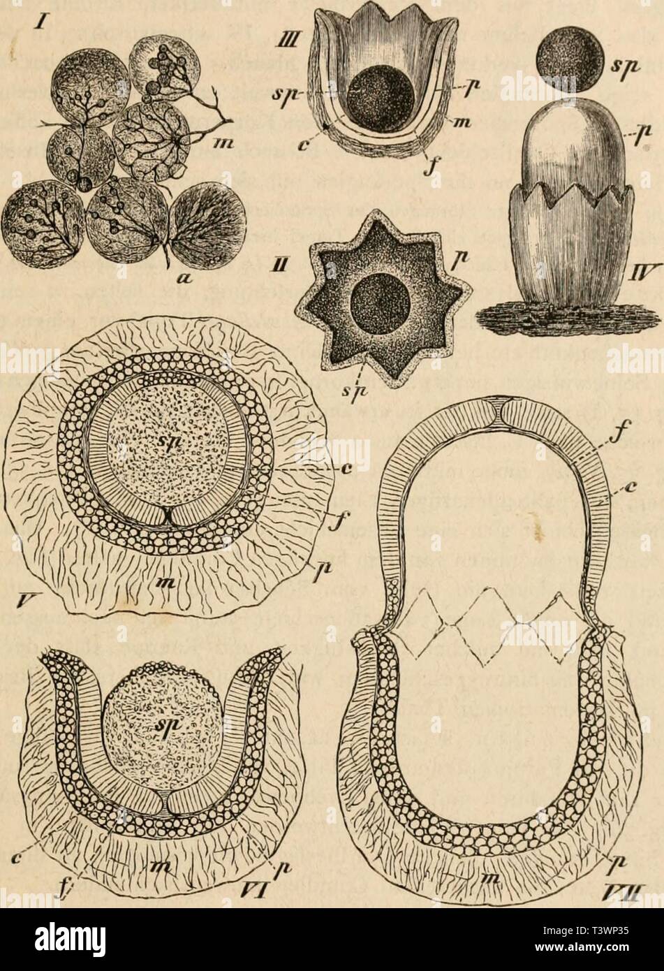 Archive image from page 104 of Die pilze in morphologischer, physiologischer,. Die pilze in morphologischer, physiologischer, biologischer und systematischer beziehung  diepilzeinmorpho00zopf Year: 1890  Abschnitt II. Fructificationsorgane. 85 (Fig. 54, II c). Gegen das Mycel hin ist er durch eine breite (Fig. 54, II d), gegen das Sporangium durch eine noch breitere Querwand (Columella Fig. 54, V c) abgeschlossen. Gegen die Zeit der Sporenreife sammelt sich nun im Schlauche und seinen    Fig- 55- (B. 664.) Der sternförmige Kugelschleuderer (Sphaerohobts stellatus). I Kaninchen-Excreniente über Stock Photo