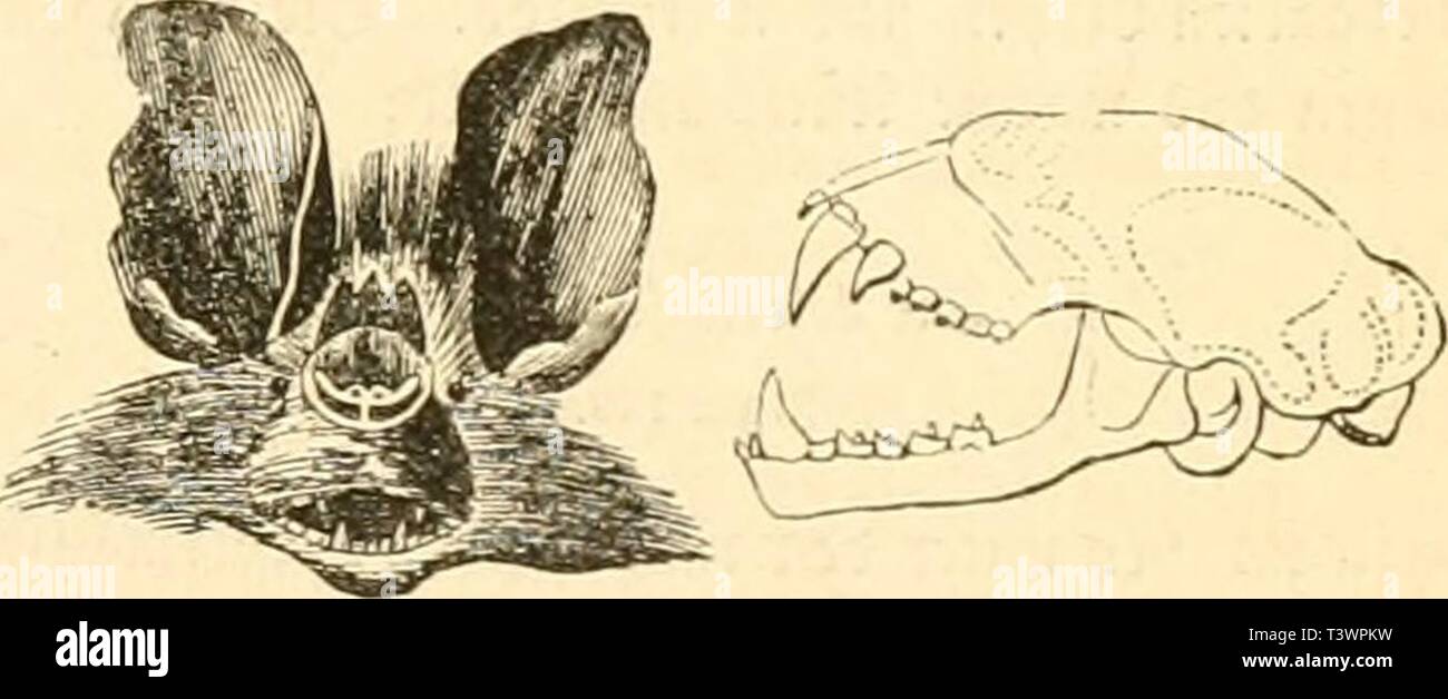 Archive image from page 116 of Die Naturgeschichte des Thierreichs (1859). Die Naturgeschichte des Thierreichs  dienaturgeschich01gieb Year: 1859  3nfcctcnfrcffciil)e flctrctmitufc. 103 ivadit, tÃ¶mmt fic tcd) bd fiiblcm Ã¤Ã¼ettev iiirlu beri'or. SBcv fic rcn ifircn iHnuanrtcn imtcvfcl'ciroii unll, miifi ftc in tic â -'pant' ncbmcn iinC cian i[Ã¼au tctiMdUcii. 6v fi'iirct aktaim tu rorccvc CiuovflÃ¤djo tcs 3ia|'ciilÃ¤ni(Â«= fammc* in tcv 9)Uttc verengt Â«nt tcijcn hintere Spiee borf) erbeben, ferner rie Jnfeifenfiilte iVinrantiii unt ticÃ¼ncbt am Ã¤uÃern Cbrrante tief fvigannfliiV ticSafi te Stock Photo
