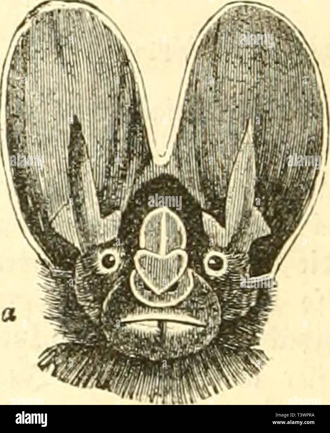 Iev High Resolution Stock Photography And Images Alamy