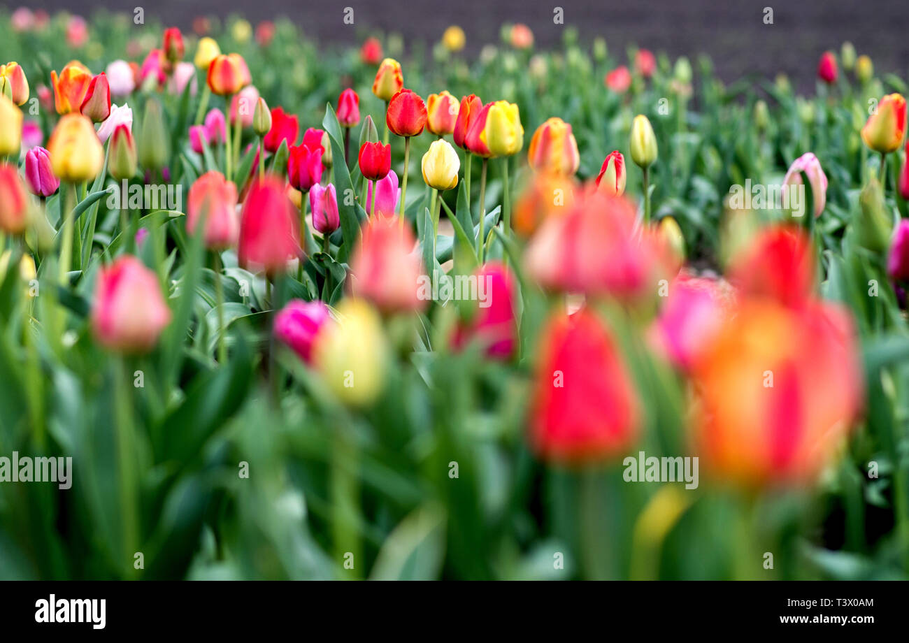 Sandkrug, Germany. 11th Apr, 2019. Tulips bloom in a field where different flowers can be picked. Credit: Hauke-Christian Dittrich/dpa/Alamy Live News Stock Photo