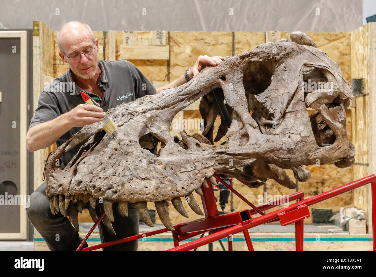 Tyrannosaurus rex skeleton hi-res stock photography and images - Alamy
