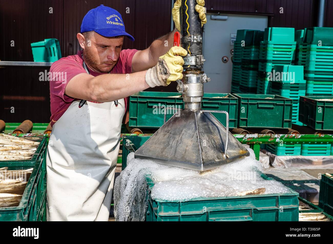 Klaistow, Deutschland. 08th Apr, 2019. 08.04.2019, asparagus season-opening 2019 on the asparagus and adventure farm Klaistow. Further processing of asparagus spears. Washing or watering the asparagus. | usage worldwide Credit: dpa/Alamy Live News Stock Photo