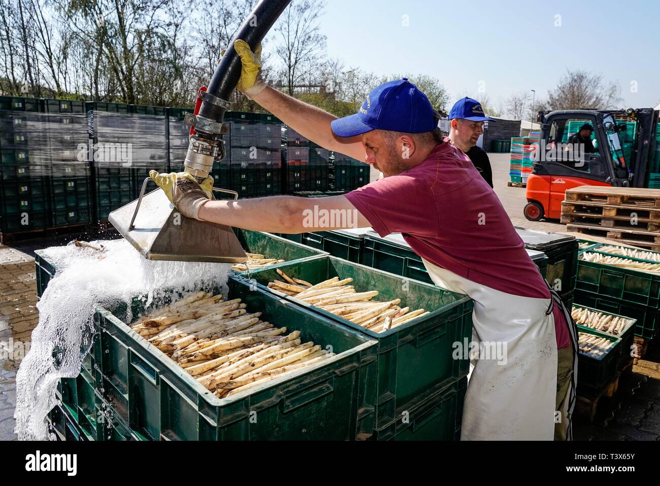 Klaistow, Deutschland. 08th Apr, 2019. 08.04.2019, asparagus season-opening 2019 on the asparagus and adventure farm Klaistow. Further processing of asparagus spears. Washing or watering the asparagus. | usage worldwide Credit: dpa/Alamy Live News Stock Photo