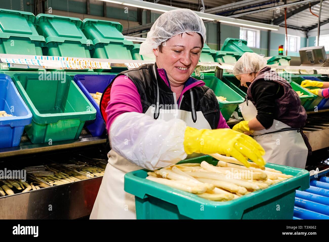 Klaistow, Deutschland. 08th Apr, 2019. 08.04.2019, asparagus season-opening 2019 on the asparagus and adventure farm Klaistow. Further processing of asparagus spears. The washed and partly already turned asparagus are subjected to a final inspection sorted into boxes. | usage worldwide Credit: dpa/Alamy Live News Stock Photo