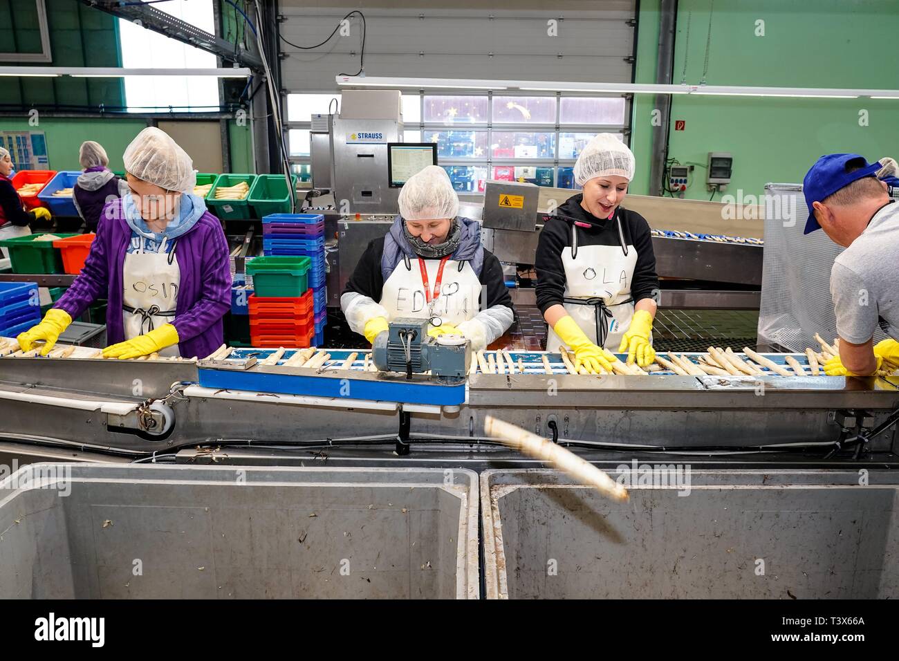Klaistow, Deutschland. 08th Apr, 2019. 08.04.2019, asparagus season-opening 2019 on the asparagus and adventure farm Klaistow. Further processing of asparagus spears. The washed asparagus is sorted by hand and cut by a machine to the right length. | usage worldwide Credit: dpa/Alamy Live News Stock Photo