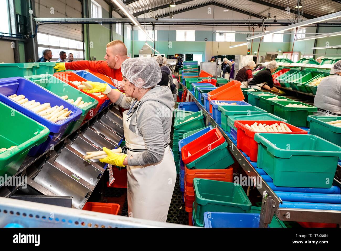Klaistow, Deutschland. 08th Apr, 2019. 08.04.2019, asparagus season-opening 2019 on the asparagus and adventure farm Klaistow. Further processing of asparagus spears. The washed asparagus is sorted by hand and packed in boxes. | usage worldwide Credit: dpa/Alamy Live News Stock Photo