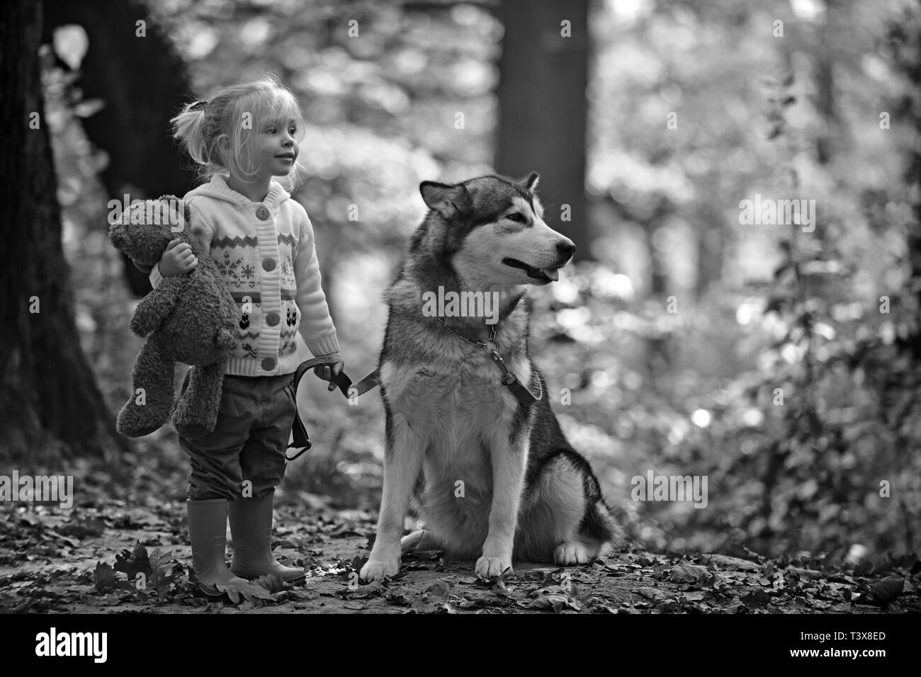 Dog and little girl in autumn forest. Dog husky with child on fresh air outdoor Stock Photo
