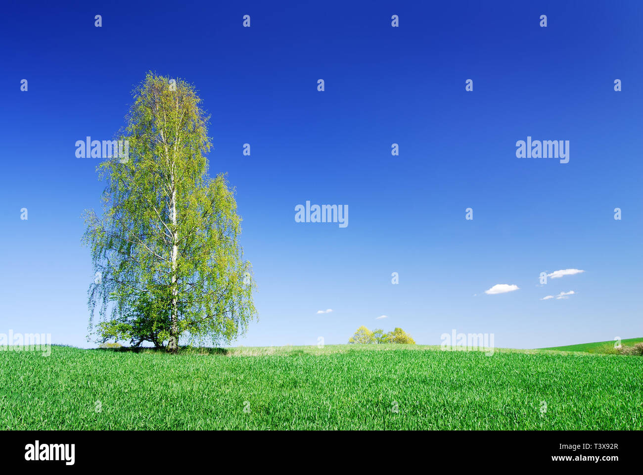 Lonely tree among fields hi-res stock photography and images - Alamy