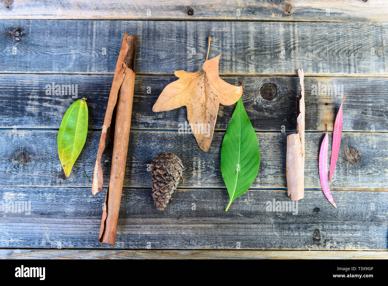 Botanical still life of leaves of different sizes, shapes and colors of green, brown and red, arranged on a weathered wooden background. Stock Photo