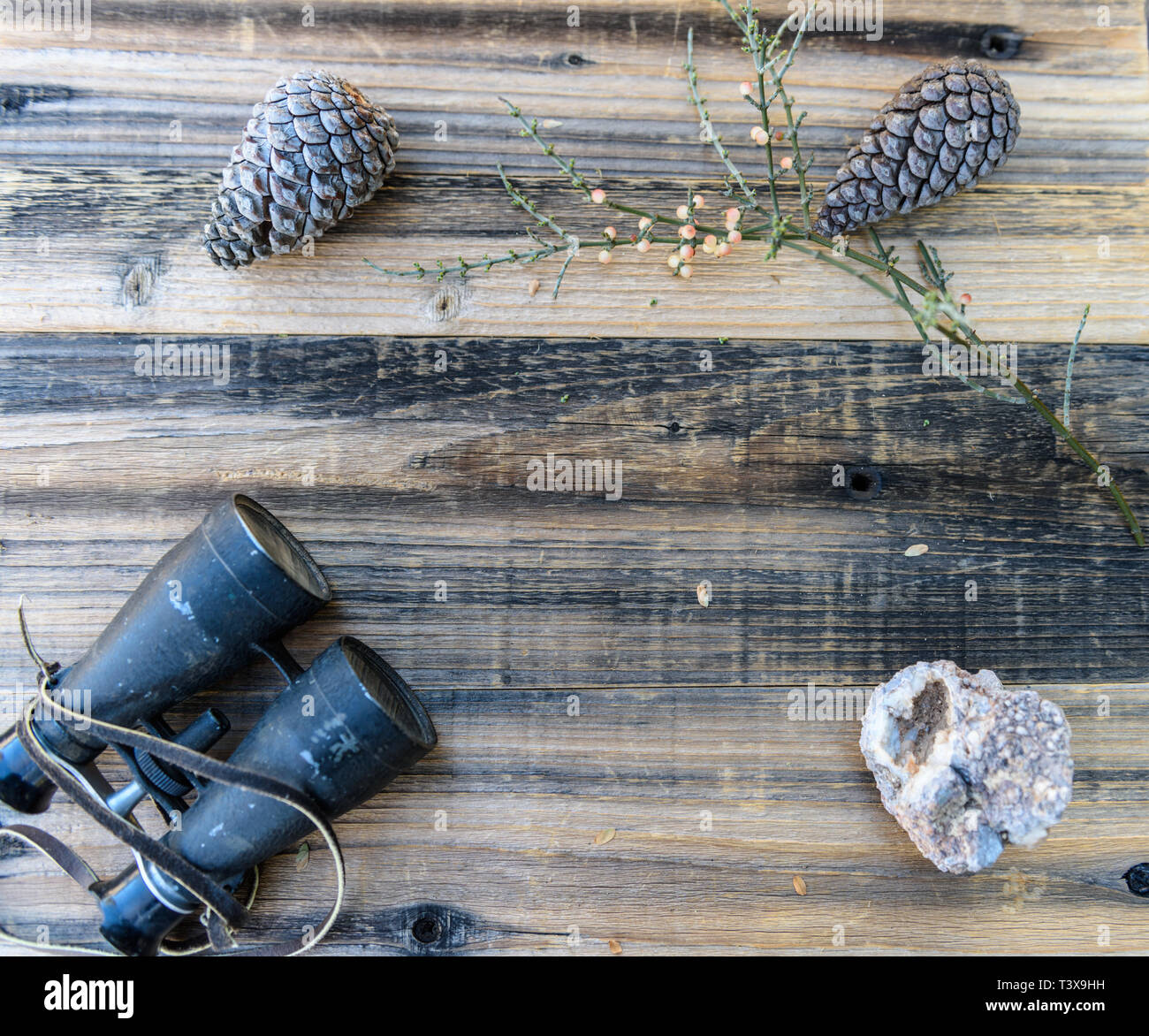Botanical still life of plants with vintage binoculars against a backdrop of weathered wood in a bird-watching theme. Stock Photo