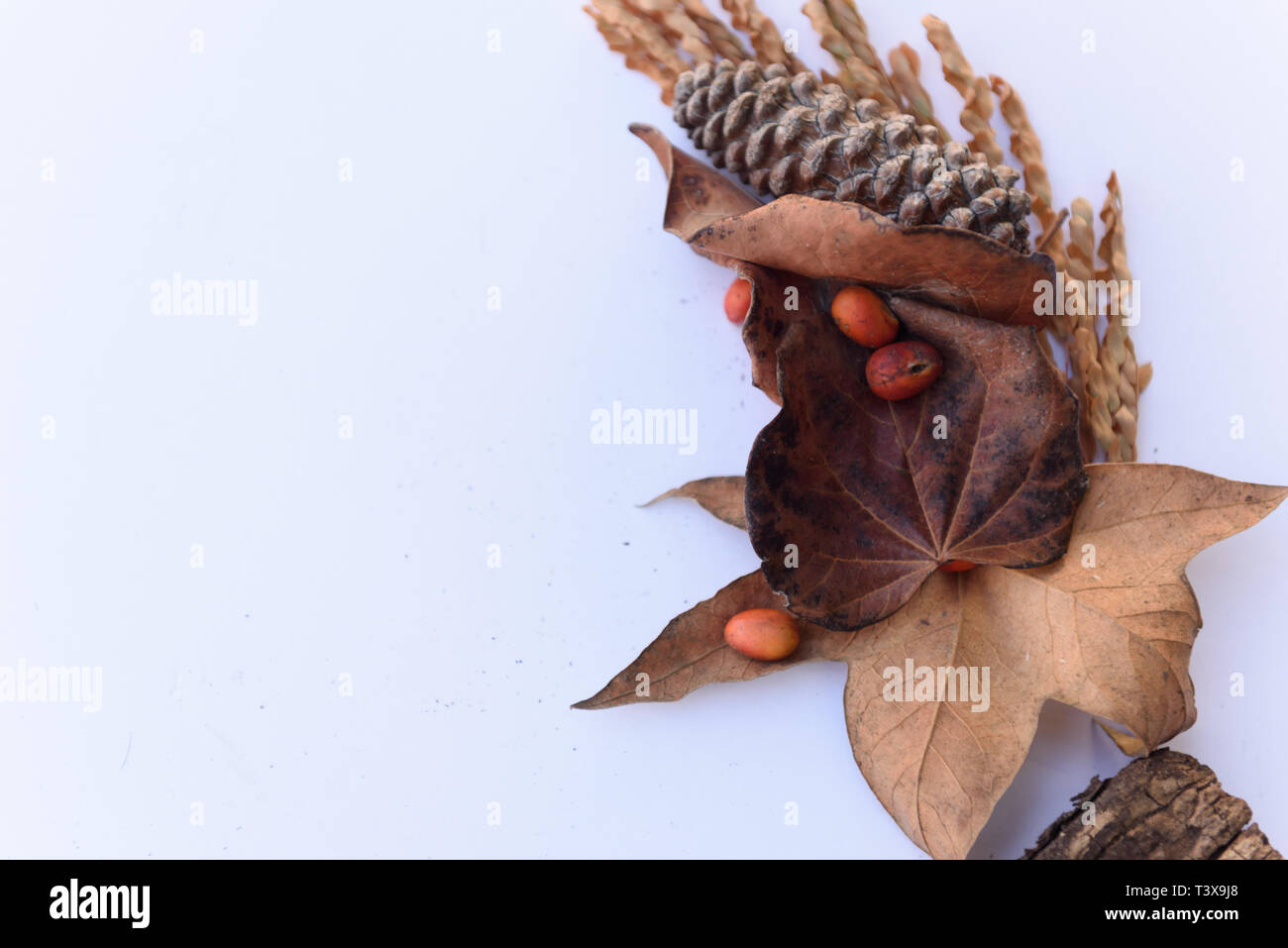 Botanical still life of leaves, pine cones, plants and berries in brown tones against white background. Stock Photo