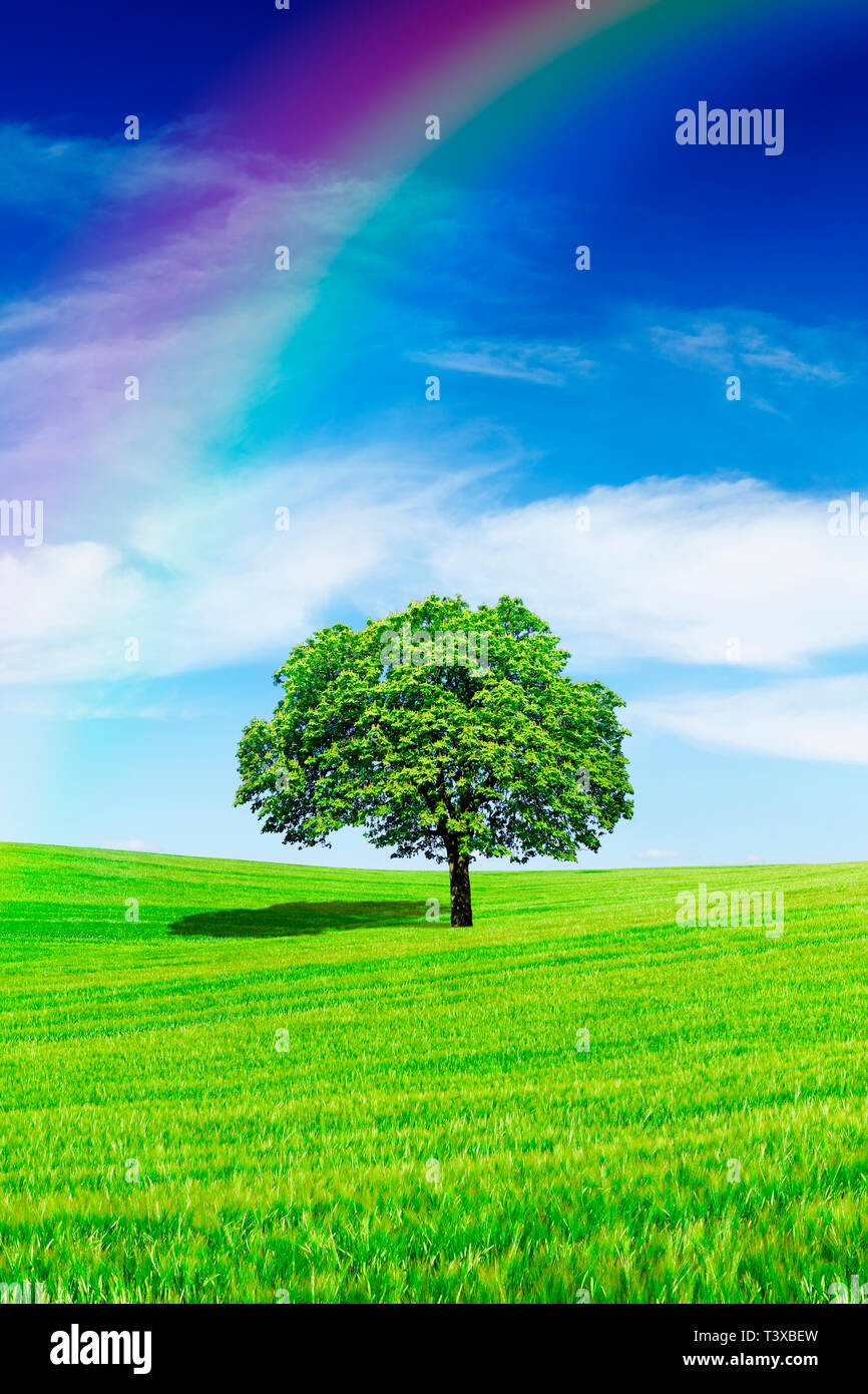 Idyllic landscape, lonely tree with rainbow among green fields, in the ...