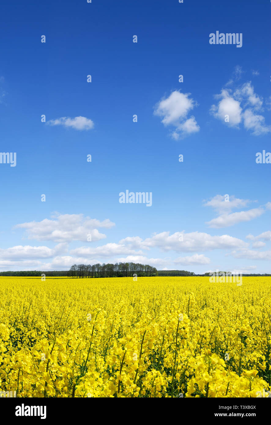 spring-landscape-yellow-colza-fields-blue-sky-and-white-clouds-in-the