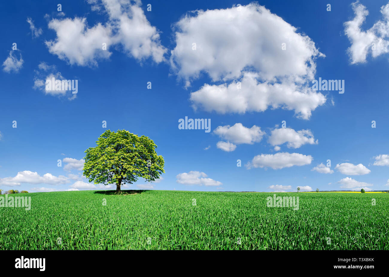 Lonely tree among fields hi-res stock photography and images - Alamy