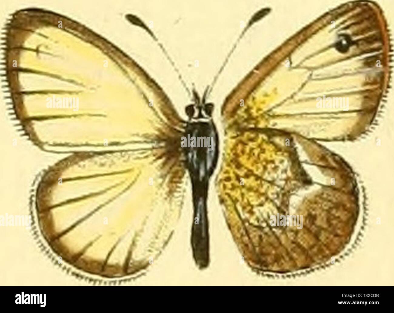 Archive image from page 164 of Die Schmetterlinge in Abbildungen nach Stock Photo