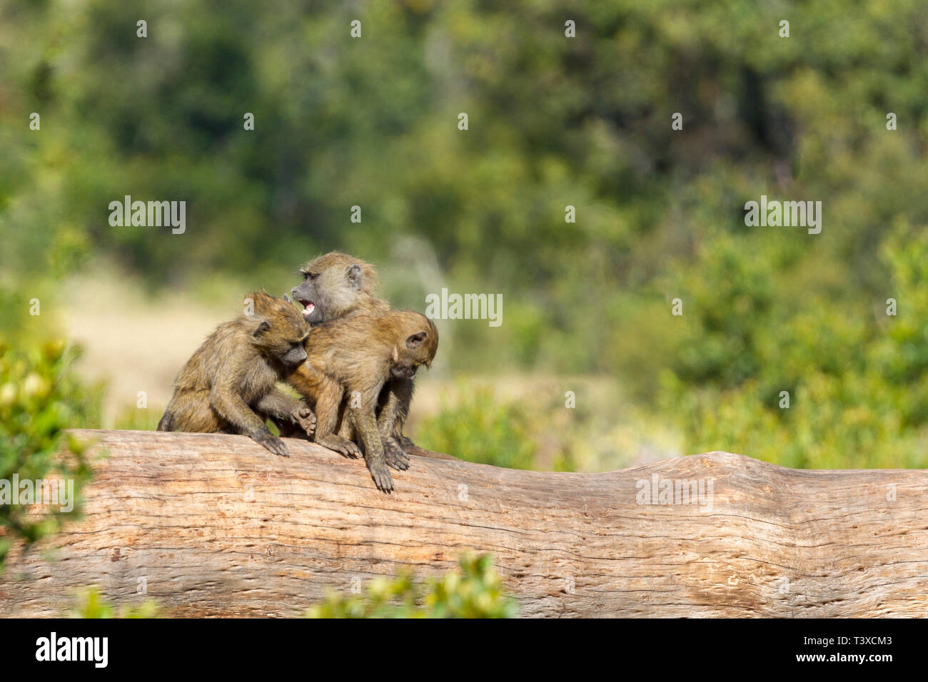 A small group of Olive baboons fighting on a fallen tree, landscape format, Ol Pejeta Conservancy, Laikipia, Kenya, Africa Stock Photo