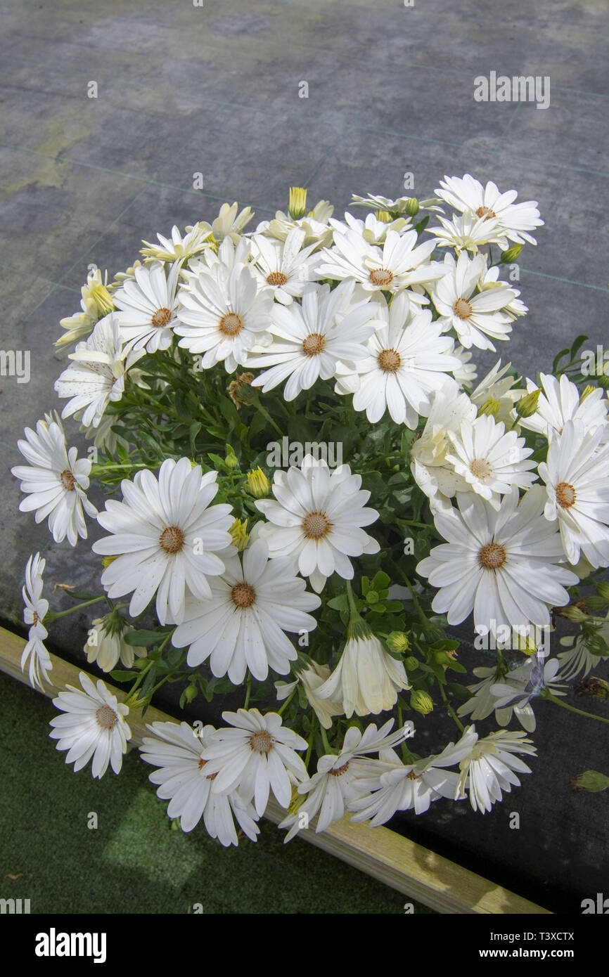 White daisy flowers closeup. Spring garden series, Mallorca, Spain. Stock Photo