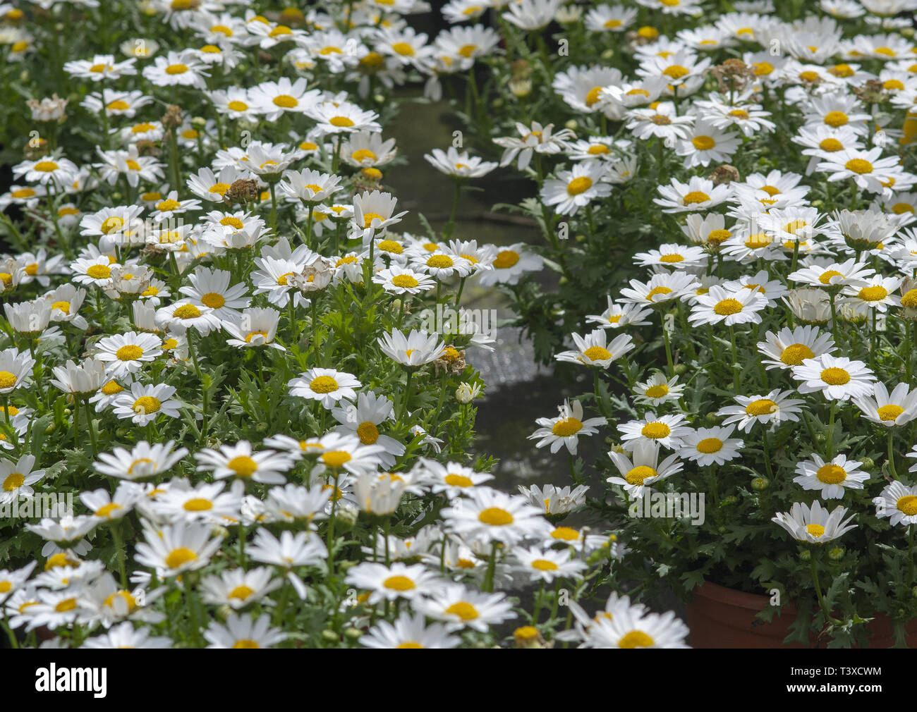 White daisy flowers closeup. Spring garden series, Mallorca, Spain. Stock Photo