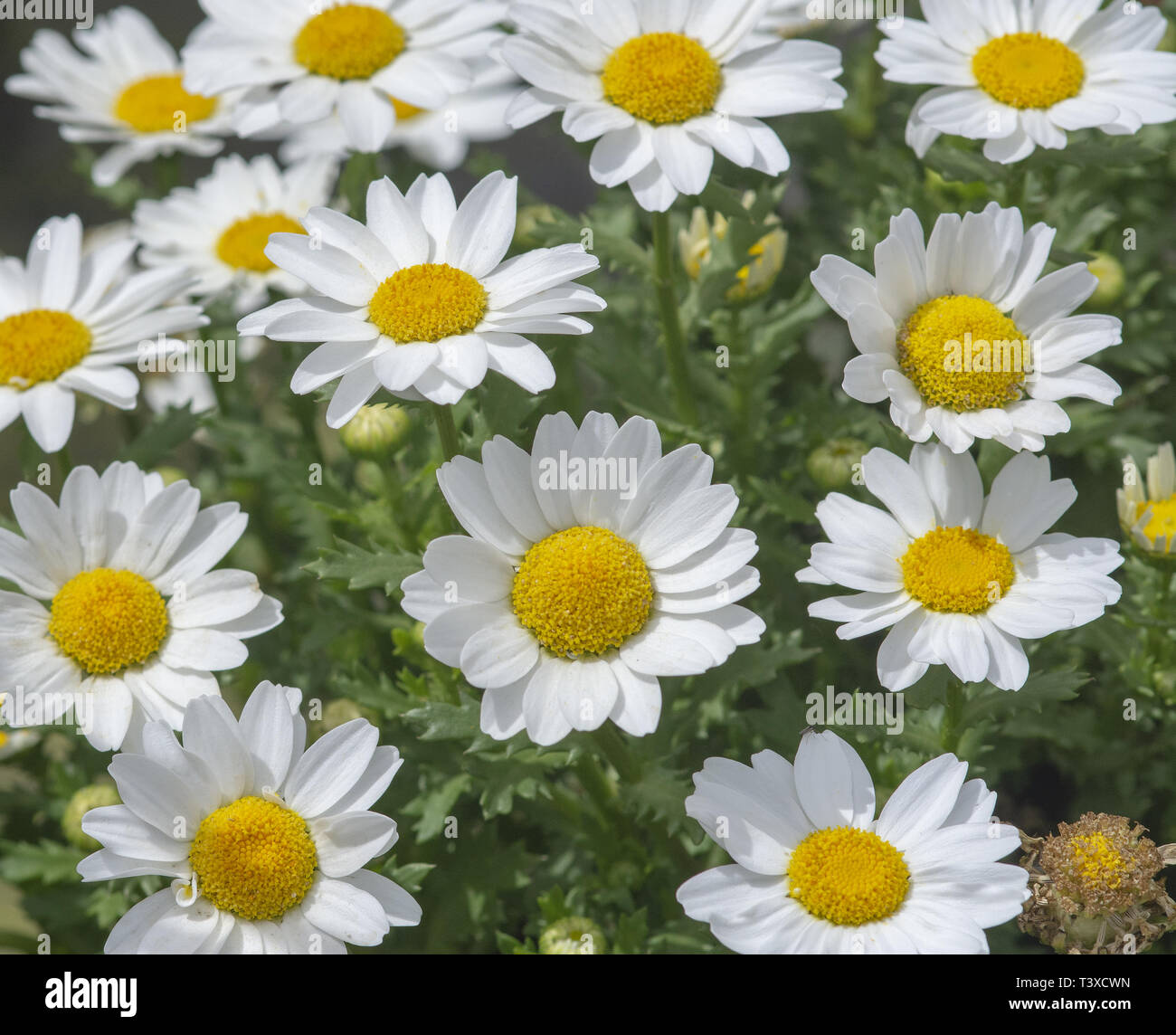 White daisy flowers closeup. Spring garden series, Mallorca, Spain. Stock Photo