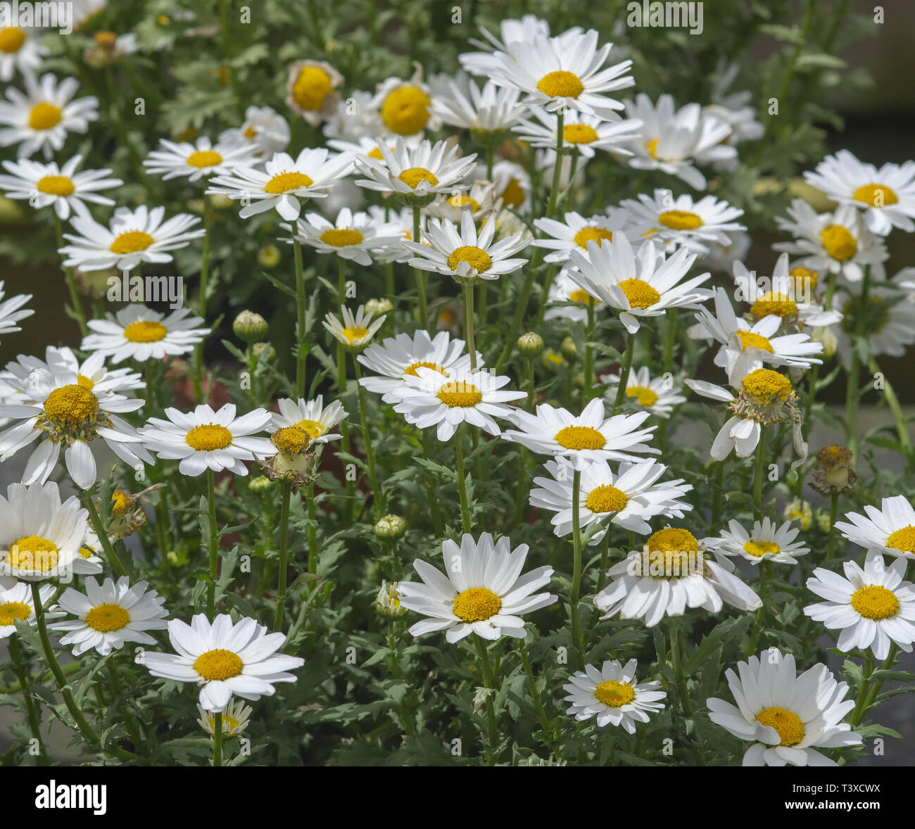 White daisy flowers closeup. Spring garden series, Mallorca, Spain. Stock Photo