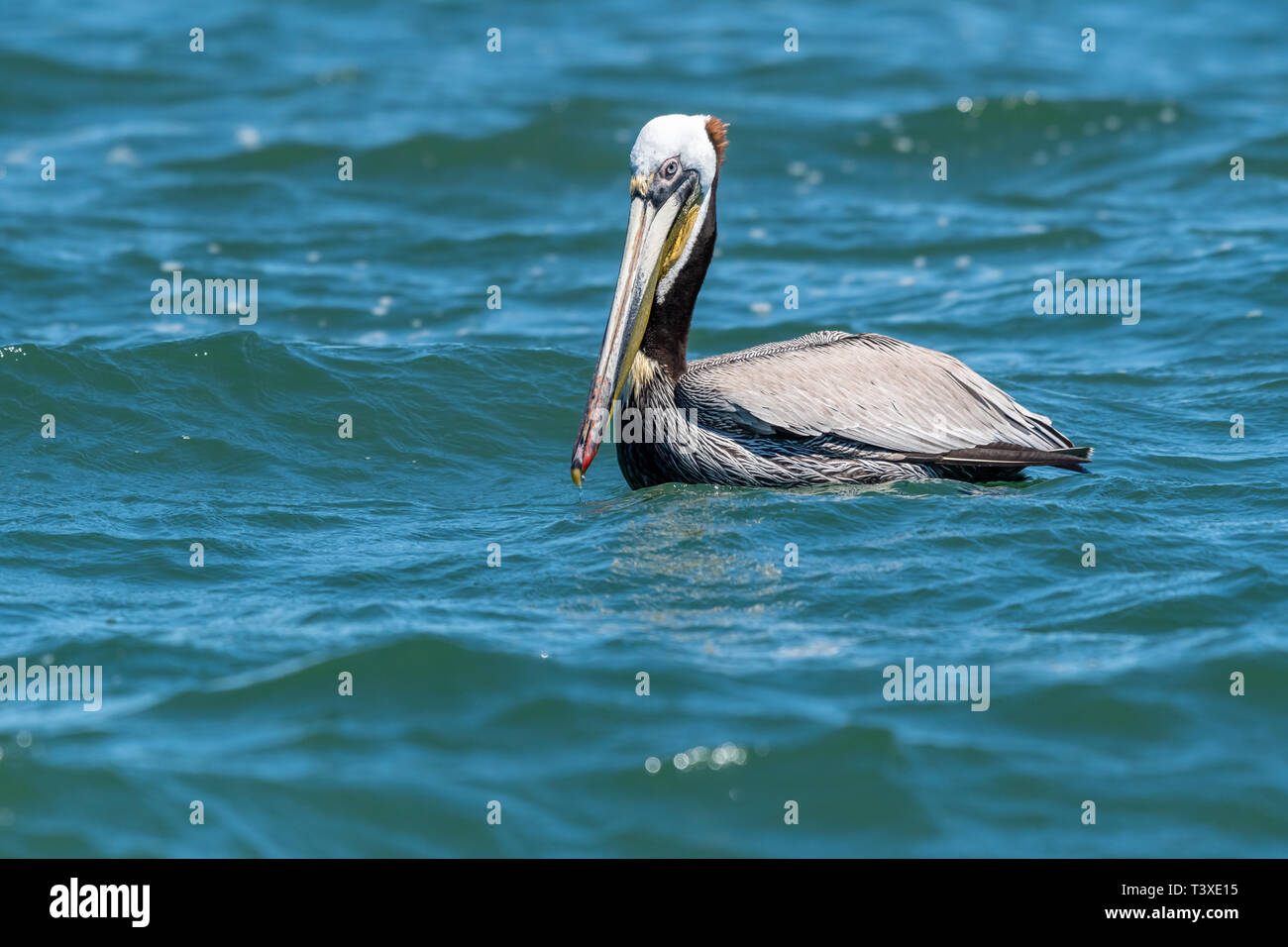 Brown pelican (Pelecanus occidentalis) swimming in the Bay of California (Sea of Cortez), Mexico. Stock Photo