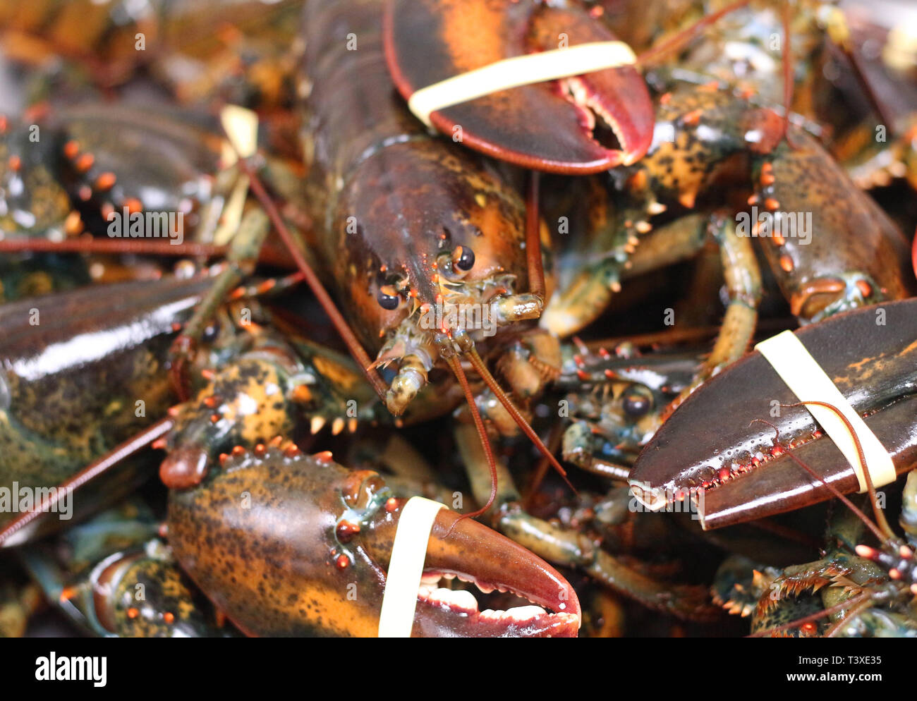 canadian rock lobster with claw rubber band Stock Photo Alamy