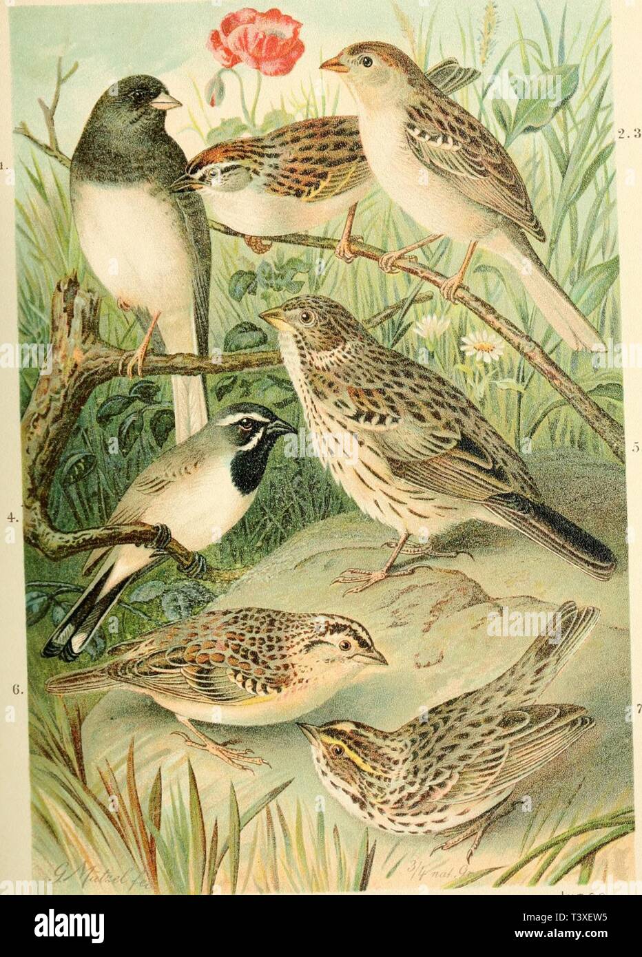 Archive image from page 392 of Die Nord-Amerikanische Vogelwelt (1889). Die Nord-Amerikanische Vogelwelt  dienordamerikani10nehr Year: 1889  1. .lUXC'O IIYKMALIS S(l;,l â 1. SPIZELLA SOCIALIS Bow.x])- â¢.i. SPl/KLLA PrS'Il.LA Bon.ip. +. AMPHISPIZAr3ILlNEATA Couos. .5. POOC.V.I'KS GRAMINHUS H;.iid. G. AMMOÃR.VMi:S SAAN.ARrM PASSl-Rl.VI S Hi.low- 7. AMMODRAMl'S SAN'DWK'HKXSIS SAVANXA Ud&lt;lâ .  V/INTERFINK HAARFINK WALDFINK SCHWARZKEHLIGER AMMERFINK ABENDFINK GRASHÃPFERFINK SAVANNENFINK  cJ un CO .  Chippin Sparrow.  Field Sparrow.  Black-throated Sparrow.  Vesper Sparrow.  GrasshopperSparro Stock Photo