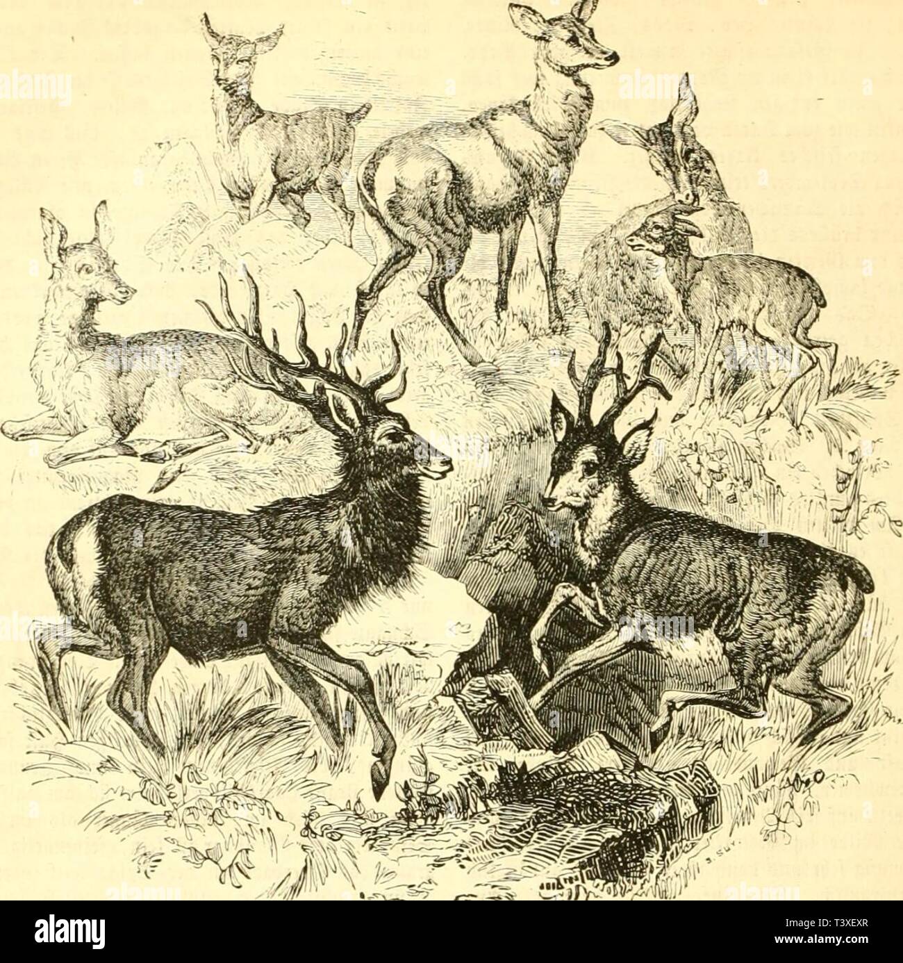 Archive image from page 395 of Die Naturgeschichte des Thierreichs (1859). Die Naturgeschichte des Thierreichs  dienaturgeschich01gieb Year: 1859  382 Siiugcthicrc. gifl, f&gt;63.    Scelbirf*« uiit Siebe. gfI6traiin otcr rötHidKIHn-aun mit fifiirav, in tcr äUäfinc, im intor gvaii. ÜRaiicJic trafen üd' atÜMitcr» lid) rein ivcip, fiUn'rfarbm, fcbivavfirau eccr vU'flfrft, tag iiiicntflcit mifiin ftd' aui dbxotb iinc In-auii mit fdtirärilidicm liücfciiCtrctf unt ircipcn 5(ccten länjiS t&gt;er citcn. üDaci SDiänudH-n üln-vtrirft tag SBcibdicn an ®röpc, bat aiid) oiiicii cMcrn Sinftant, einen ftävf Stock Photo