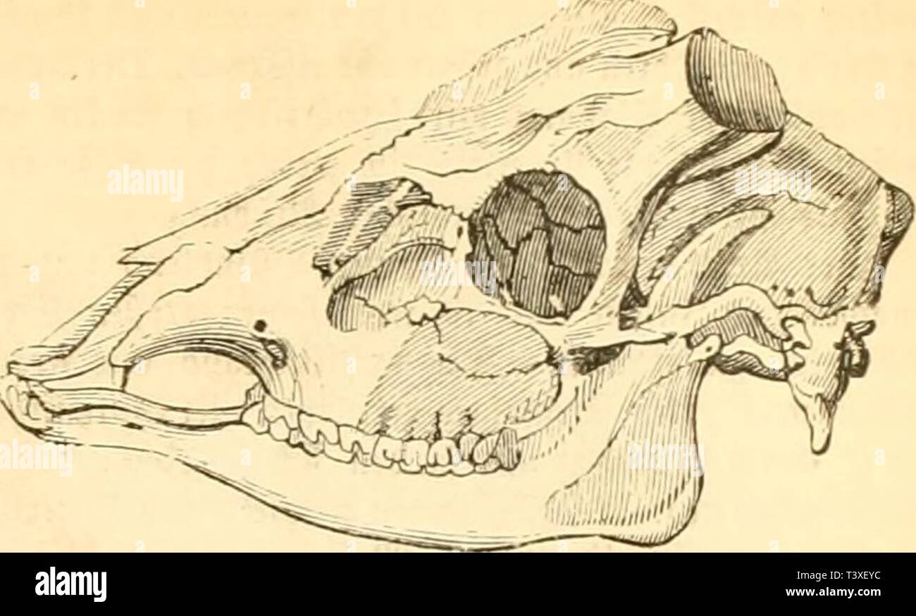 Hippelaphus High Resolution Stock Photography And Images Alamy