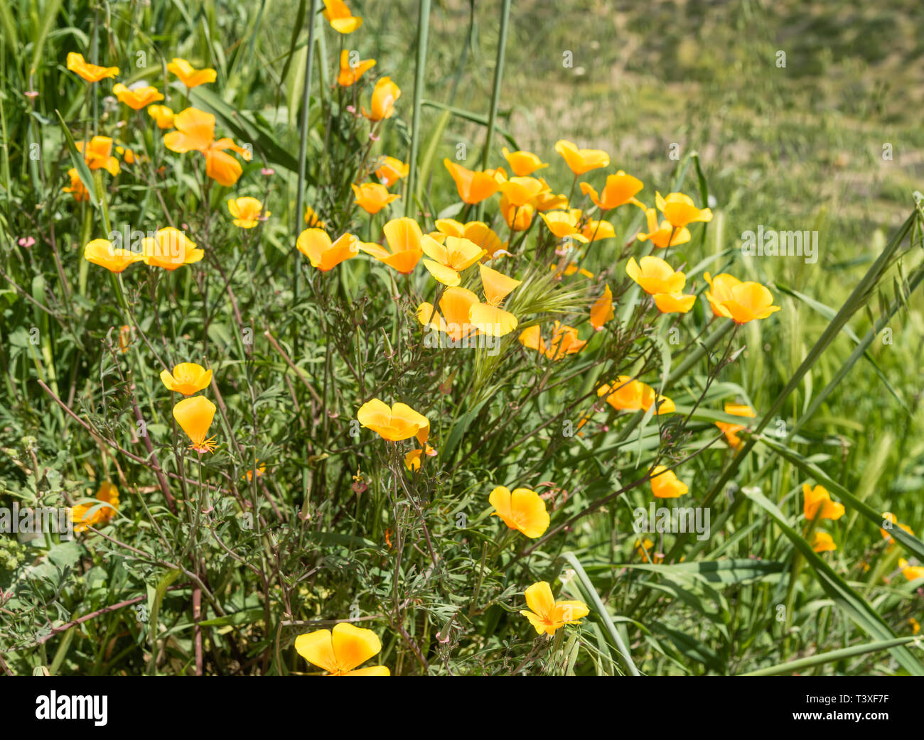 Beautiful wild flowers - a part of the superbloom phenomena in the Walker Canyon mountain range near Lake Elsinore, Southern California Stock Photo