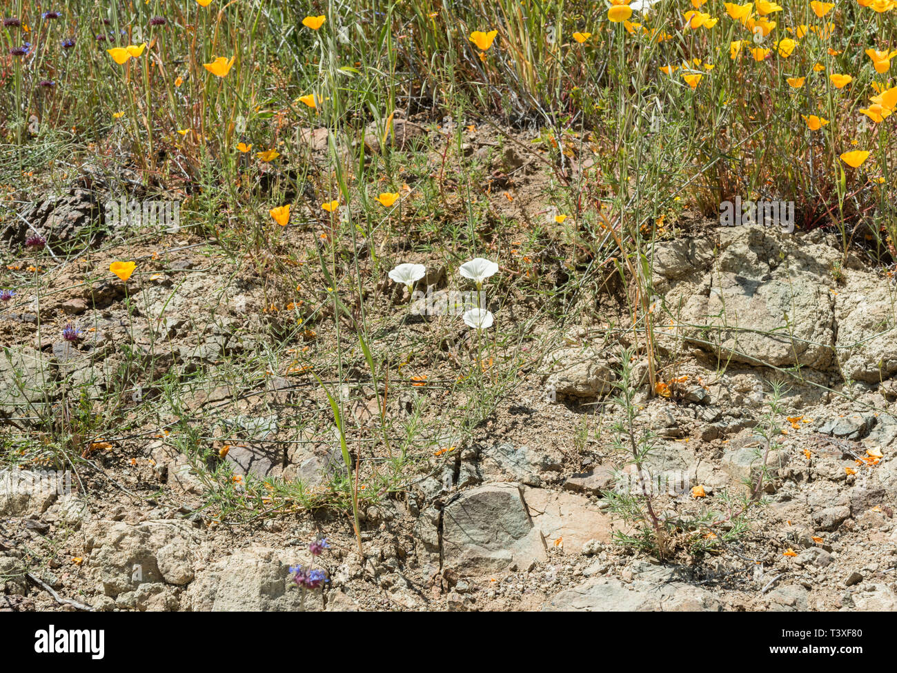 Beautiful wild flowers - a part of the superbloom phenomena in the Walker Canyon mountain range near Lake Elsinore, Southern California Stock Photo