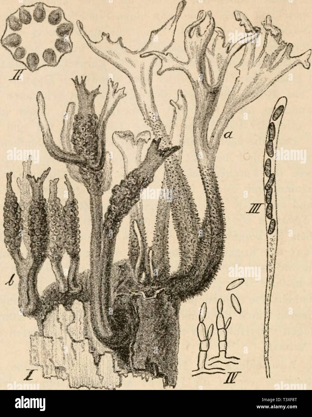Archive image from page 481 of Die pilze in morphologischer, physiologischer,. Die pilze in morphologischer, physiologischer, biologischer und systematischer beziehung  diepilzeinmorpho00zopf Year: 1890  462    (B, 7G0.) l''g- '52. Xylaria Hypoxylon L. I Fragment] eines Baumstumpfes mit den hirschgeweih-artig verzweigten F'ruchtlagern &lt;/, welche in dem oberen helleren Theile die Conidien tragen; bei /' sieht man die die Schlauchfruchte tragenden, keuligen Stromata. Die Schlauchfrüchte sitzen in dem warzigen Theile der Lager. II Querschnitt durch eine Stroma mit Perithecien, ca. 4 fach. III  Stock Photo